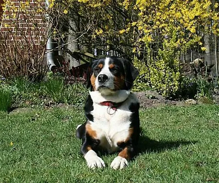 Wroge Σπίτι διακοπών Wietzendorf